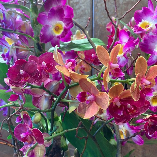 Orchideen-Trio im Glas