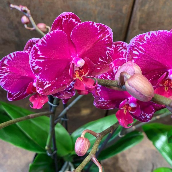 Orchideen-Trio im Glas