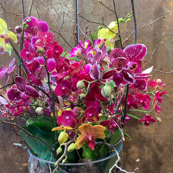 Orchideen-Garten im Glas